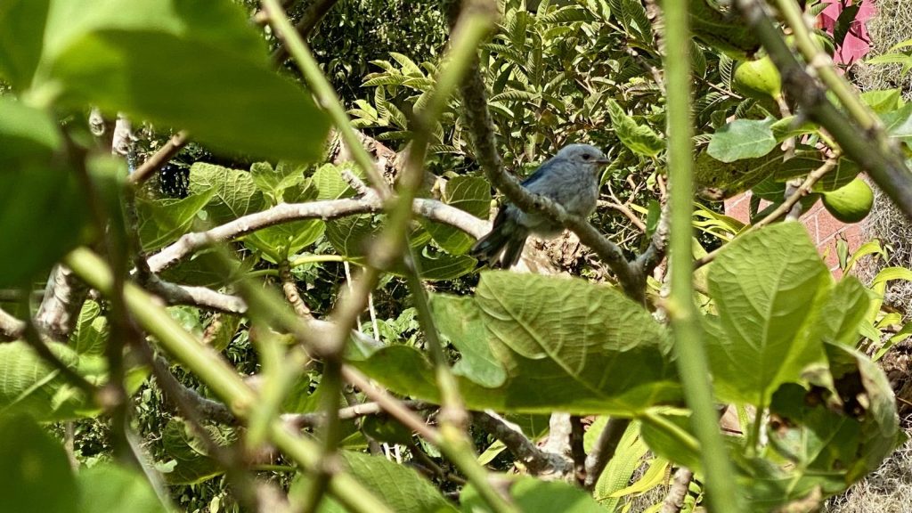 Ave azul gris en un árbol frutal en los Farallones de Cali
